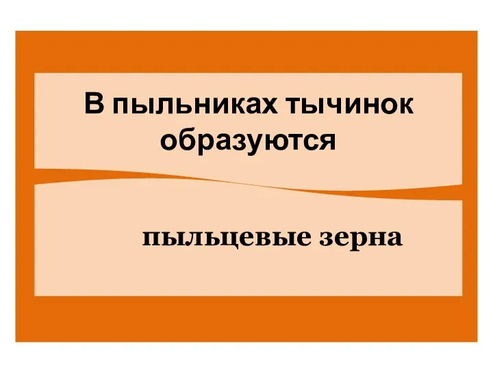 В пыльниках тычинок образуются