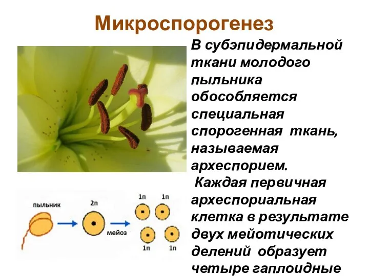 Микроспорогенез В субэпидермальной ткани молодого пыльника обособляется специальная спорогенная ткань, называемая