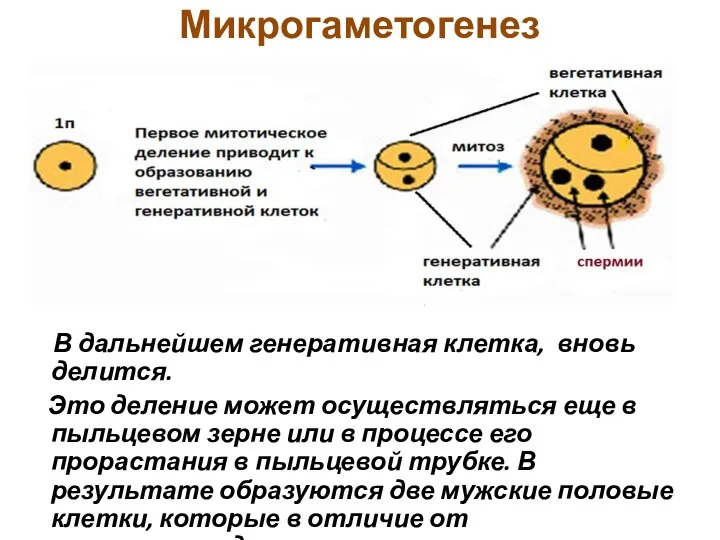 Микрогаметогенез В дальнейшем генеративная клетка, вновь делится. Это деление может осуществляться