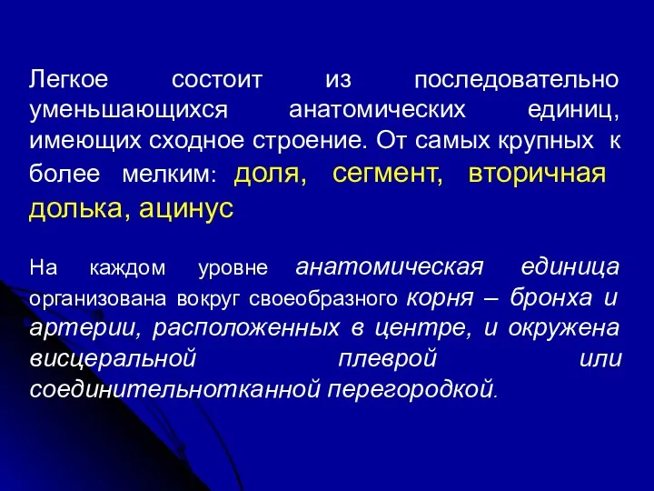 Легкое состоит из последовательно уменьшающихся анатомических единиц, имеющих сходное строение. От