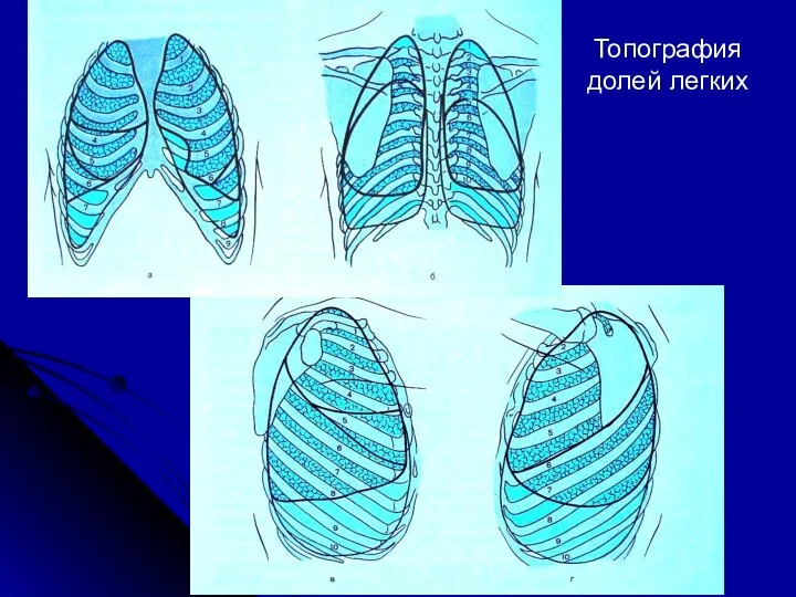 Топография долей легких