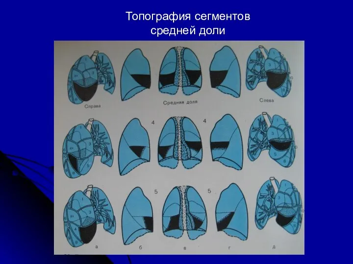 Топография сегментов средней доли