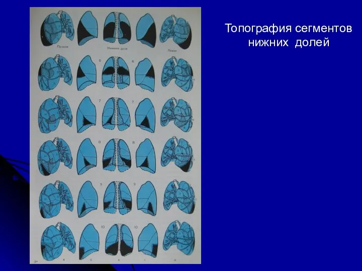 Топография сегментов нижних долей