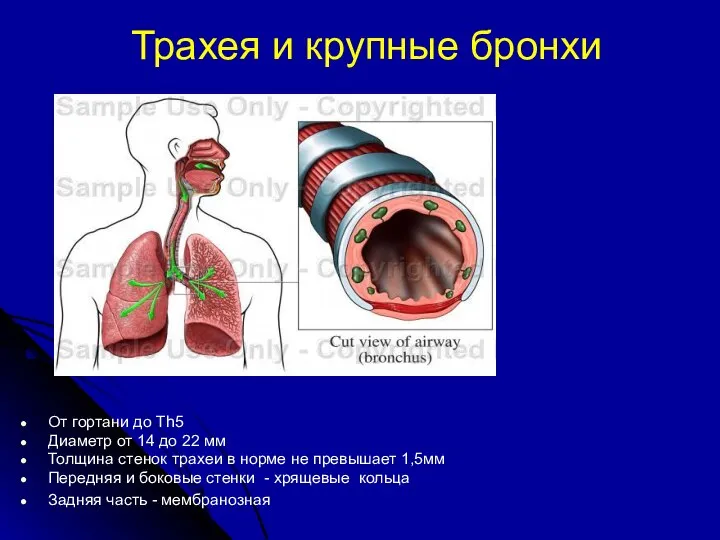 Трахея и крупные бронхи От гортани до Th5 Диаметр от 14