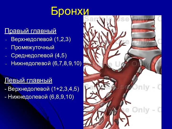 Бронхи Правый главный Верхнедолевой (1,2,3) Промежуточный Среднедолевой (4,5) Нижнедолевой (6,7,8,9,10) Левый