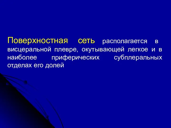 Поверхностная сеть располагается в висцеральной плевре, окутывающей легкое и в наиболее приферических субплеральных отделах его долей