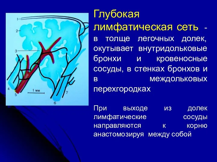 Глубокая лимфатическая сеть - в толще легочных долек, окутывает внутридольковые бронхи