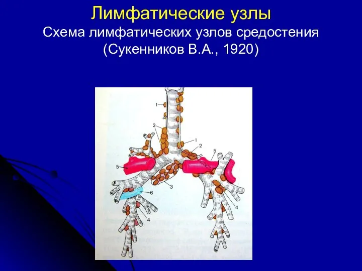 Лимфатические узлы Схема лимфатических узлов средостения (Сукенников В.А., 1920)