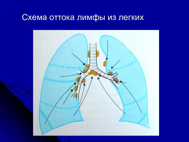 Схема оттока лимфы из легких