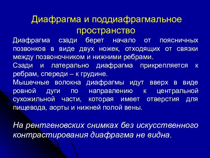 Диафрагма и поддиафрагмальное пространство Диафрагма сзади берет начало от поясничных позвонков