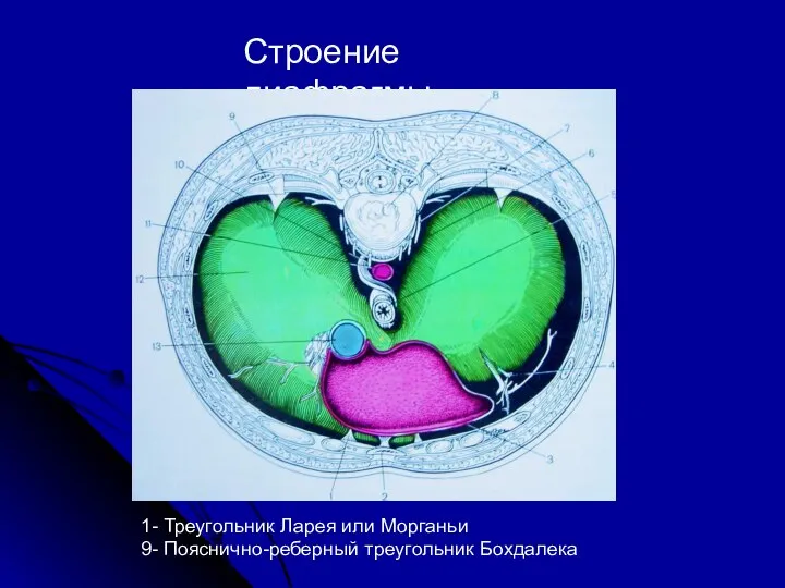 Строение диафрагмы 1- Треугольник Ларея или Морганьи 9- Пояснично-реберный треугольник Бохдалека