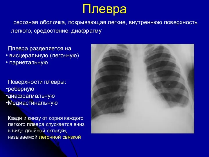 Плевра серозная оболочка, покрывающая легкие, внутреннюю поверхность легкого, средостение, диафрагму Плевра