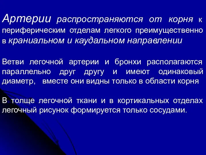 Артерии распространяются от корня к периферическим отделам легкого преимущественно в краниальном