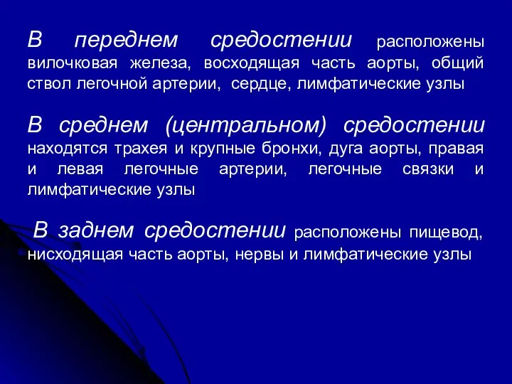 В переднем средостении расположены вилочковая железа, восходящая часть аорты, общий ствол