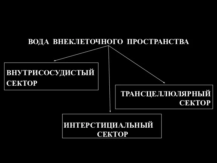 ВОДА ВНЕКЛЕТОЧНОГО ПРОСТРАНСТВА ВНУТРИСОСУДИСТЫЙ СЕКТОР ТРАНСЦЕЛЛЮЛЯРНЫЙ СЕКТОР ИНТЕРСТИЦИАЛЬНЫЙ СЕКТОР