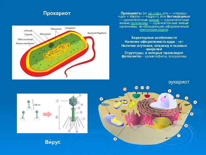 Прокариоты (от др.-греч. pro — «перед», «до» + karyon — «ядро»),