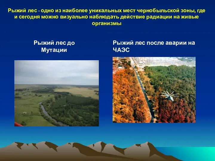 Рыжий лес - одно из наиболее уникальных мест чернобыльской зоны, где