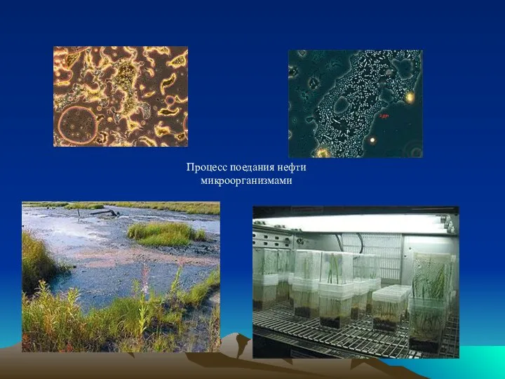 Процесс поедания нефти микроорганизмами
