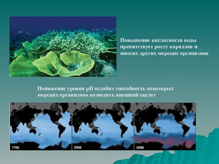 Понижение уровня pH ослабит способность некоторых морских организмов возводить внешний скелет