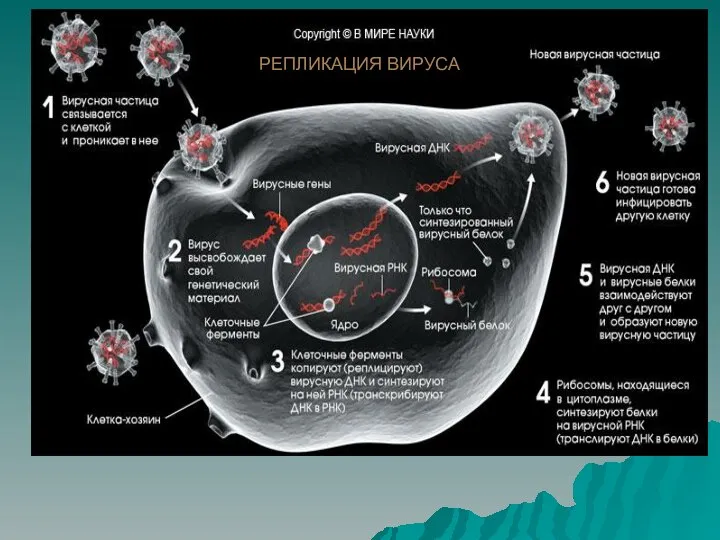 РЕПЛИКАЦИЯ ВИРУСА