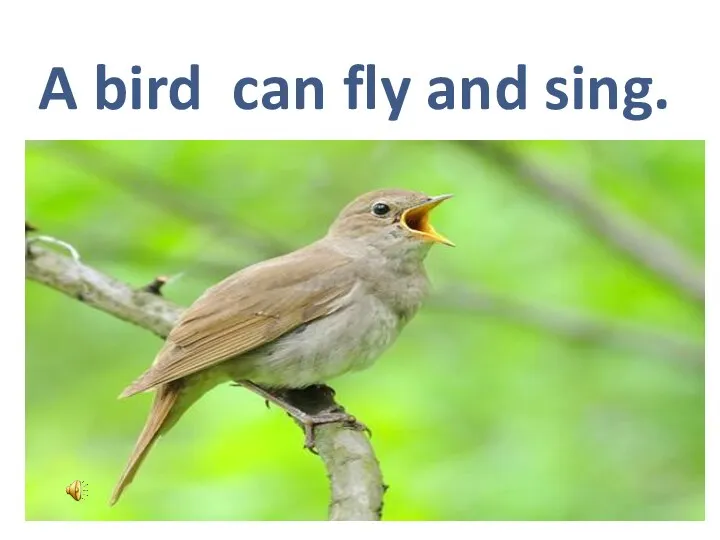 A bird can fly and sing.