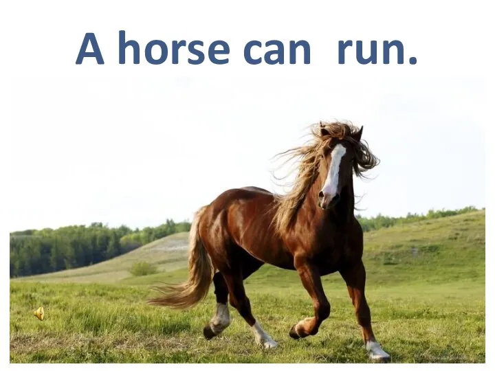 A horse can run.