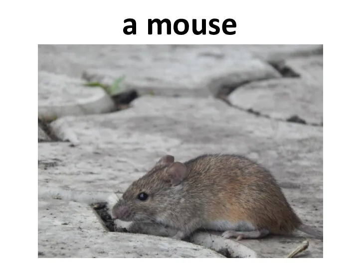 a mouse