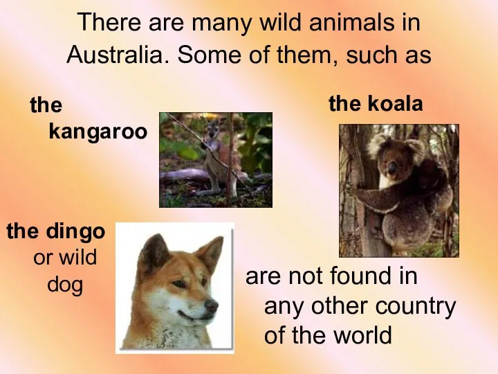 There are many wild animals in Australia. Some of them, such