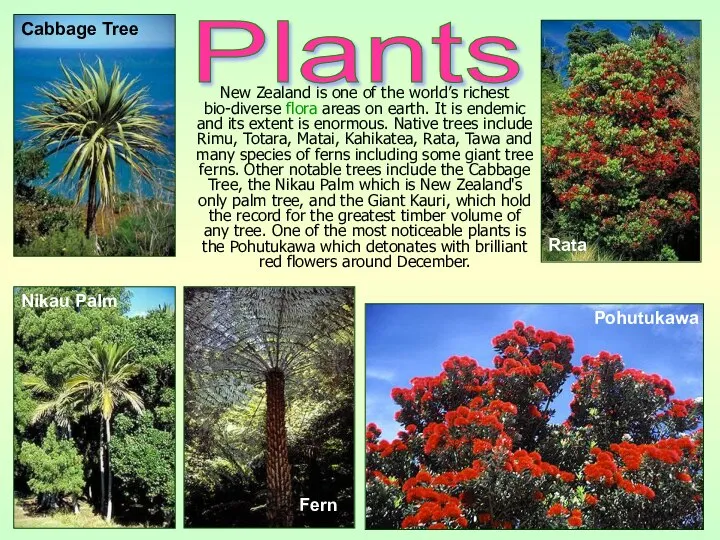 New Zealand is one of the world’s richest bio-diverse flora areas