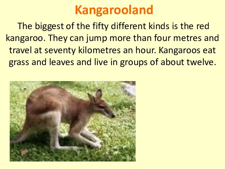 Kangarooland The biggest of the fifty different kinds is the red