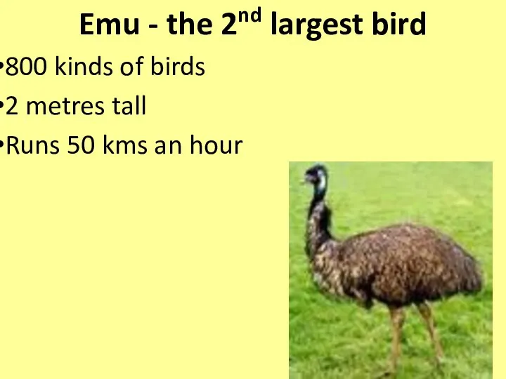 Emu - the 2nd largest bird 800 kinds of birds 2