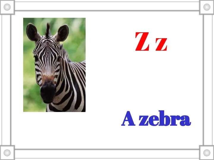 A zebra Z z