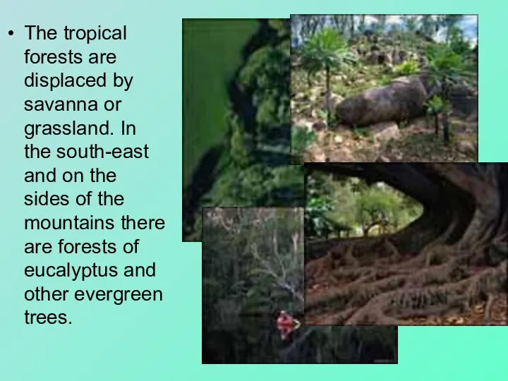 The tropical forests are displaced by savanna or grassland. In the