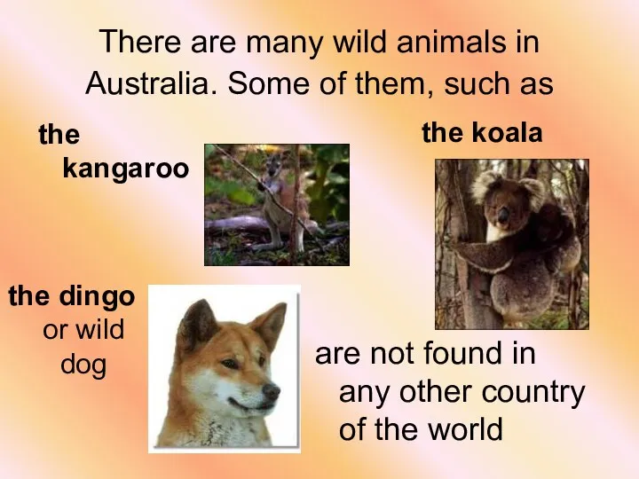 There are many wild animals in Australia. Some of them, such