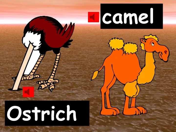 Ostrich camel