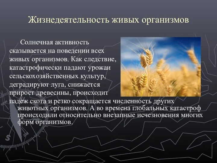 Жизнедеятельность живых организмов Солнечная активность сказывается на поведении всех живых организмов.