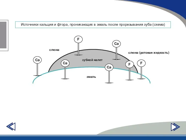 Источники кальция и фтора, проникающих в эмаль после прорезывания зуба (схема)