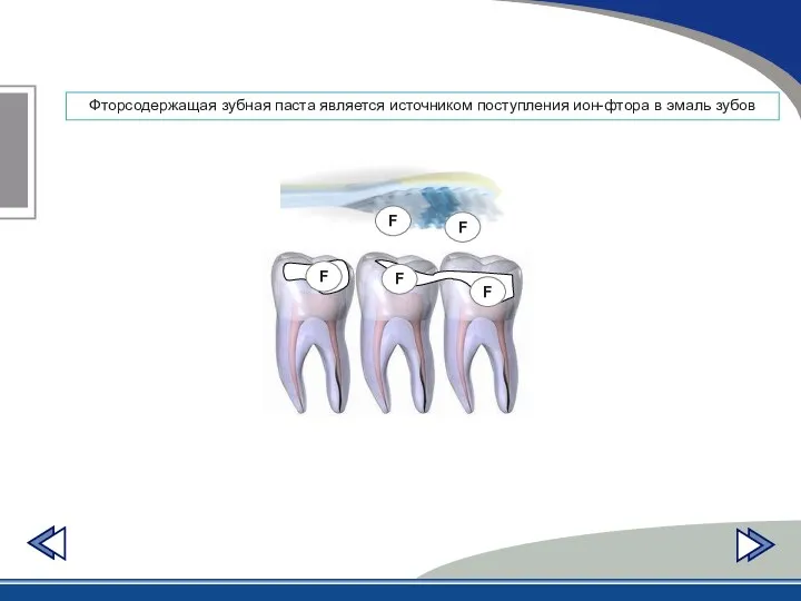Фторсодержащая зубная паста является источником поступления ион-фтора в эмаль зубов F F F F F