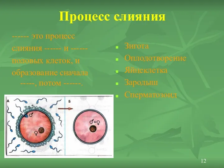 Процесс слияния ------ это процесс слияния ------ и ------ половых клеток,