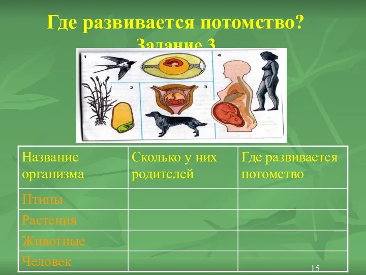 Где развивается потомство? Задание 3 15