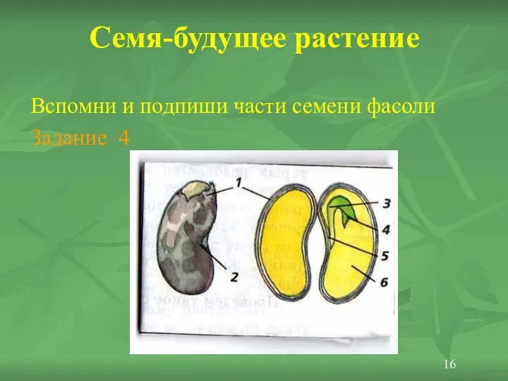 Семя-будущее растение Вспомни и подпиши части семени фасоли Задание 4 16