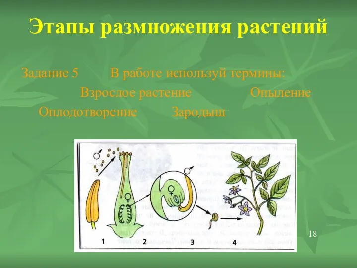 Этапы размножения растений Задание 5 В работе используй термины: Взрослое растение Опыление Оплодотворение Зародыш 18