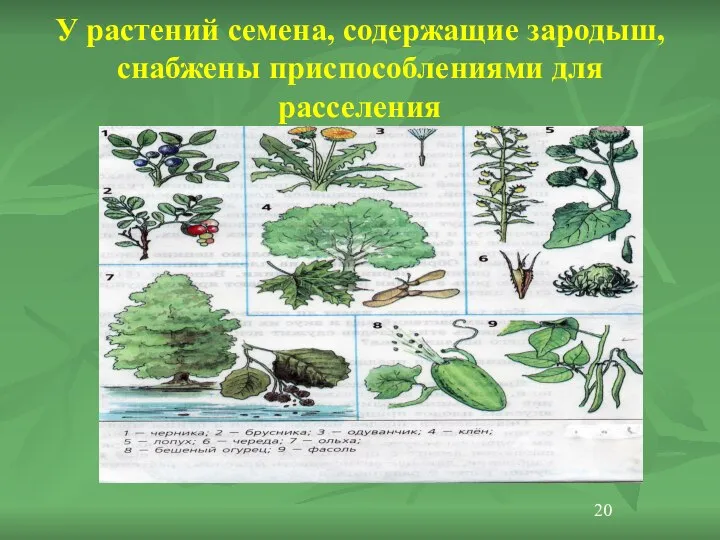 У растений семена, содержащие зародыш, снабжены приспособлениями для расселения 20