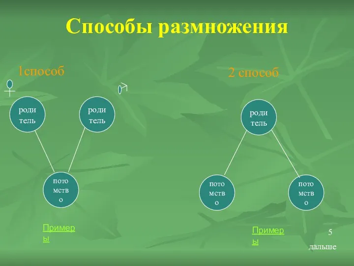 Способы размножения 1способ 2 способ родитель родитель потомство родитель потомство потомство Примеры Примеры дальше 5