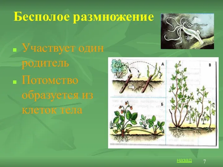 Бесполое размножение Участвует один родитель Потомство образуется из клеток тела назад 7