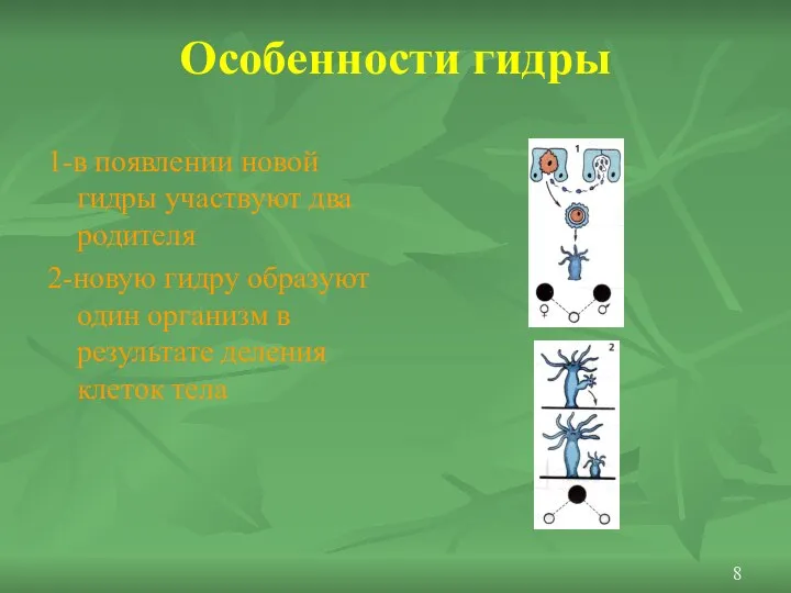 Особенности гидры 1-в появлении новой гидры участвуют два родителя 2-новую гидру