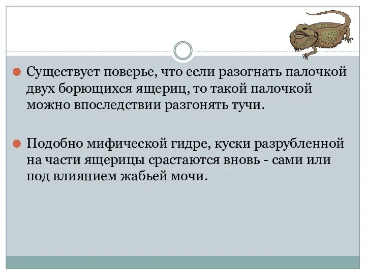 Существует поверье, что если разогнать палочкой двух борющихся ящериц, то такой