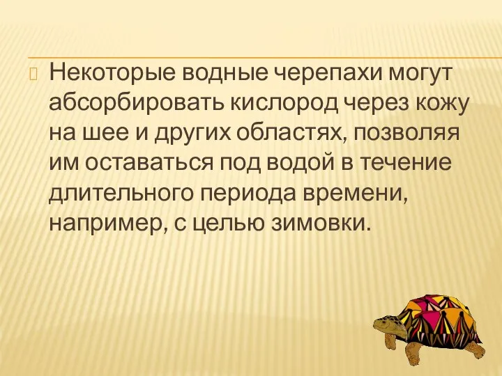 Некоторые водные черепахи могут абсорбировать кислород через кожу на шее и