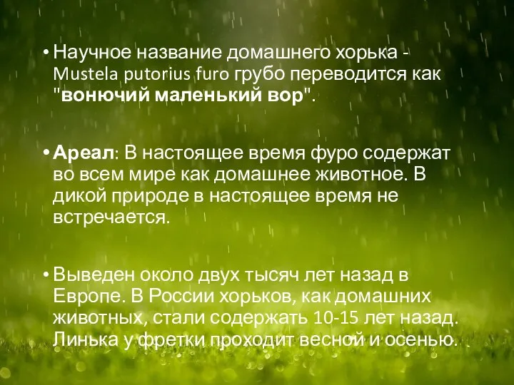 Научное название домашнего хорька - Mustela putorius furo грубо переводится как