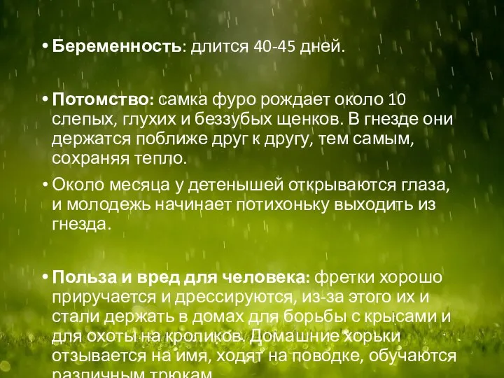 Беременность: длится 40-45 дней. Потомство: самка фуро рождает около 10 слепых,